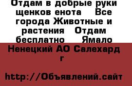Отдам в добрые руки щенков енота. - Все города Животные и растения » Отдам бесплатно   . Ямало-Ненецкий АО,Салехард г.